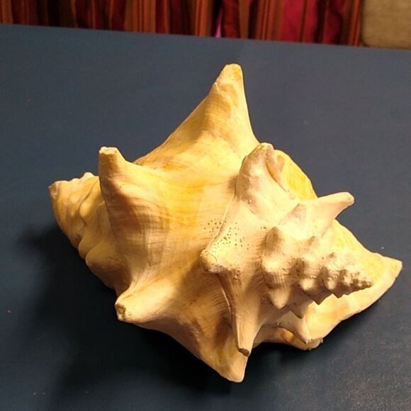 Vintage Cream and Pink Conch Shell  Beach Seashore Nautical Cottagecore - Picture 3 of 7